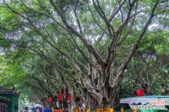 榕树盆景叶子发黄掉叶怎么办