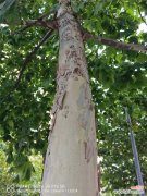 梧桐的虫害防治