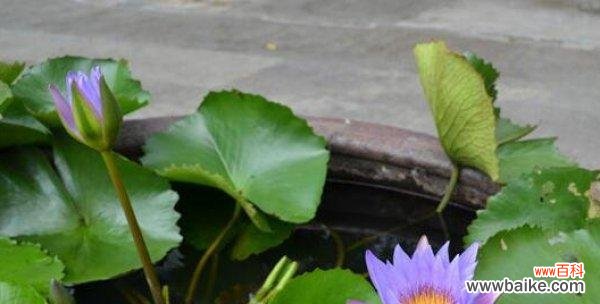 从选种到养护，打造家中私属荷塘 荷花的家庭种植方法