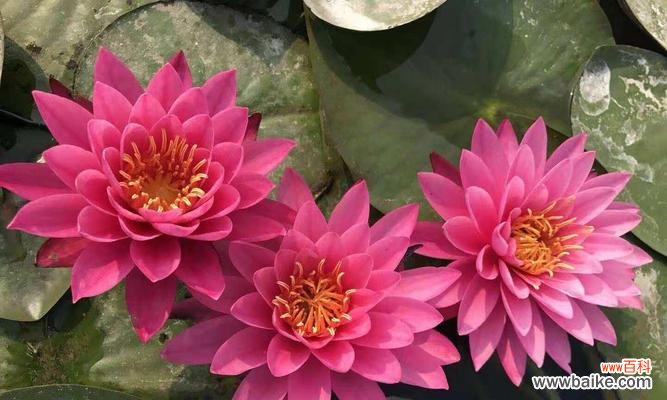 从选种到养护，打造家中私属荷塘 荷花的家庭种植方法