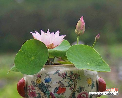 从选种到养护，打造家中私属荷塘 荷花的家庭种植方法