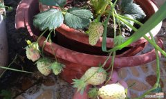 阳台小空间也能培育美味草莓，无需出门买草莓，轻松DIY自产自销 家庭阳台草莓种植指南
