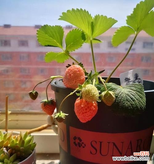 阳台小空间也能培育美味草莓，无需出门买草莓，轻松DIY自产自销 家庭阳台草莓种植指南