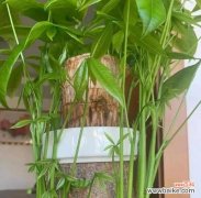 如何正确养护你的发财树 发财树的养护和注意事项