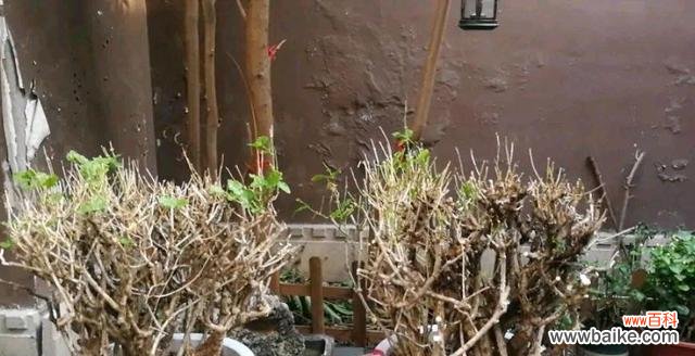 如何让老桩茉莉更美丽 老桩茉莉修剪指南