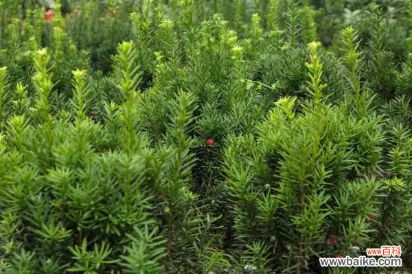 红豆杉变黄叶怎么处理