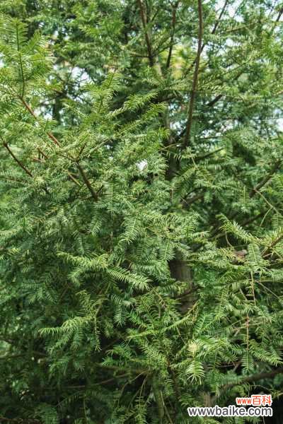 红豆杉变黄叶怎么处理