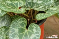 仙客来黄叶是什么原因