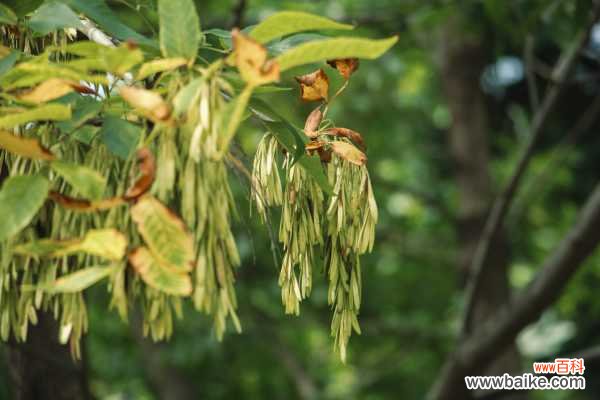 白蜡树的病虫害防治