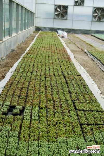 钱串串叶子黄了怎么办