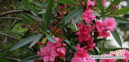 探寻夹竹桃花的美丽与象征意义 夹竹桃的花语和寓意