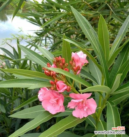 探寻夹竹桃花的美丽与象征意义 夹竹桃的花语和寓意