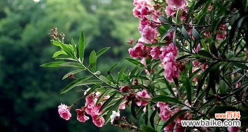 探寻夹竹桃花的美丽与象征意义 夹竹桃的花语和寓意