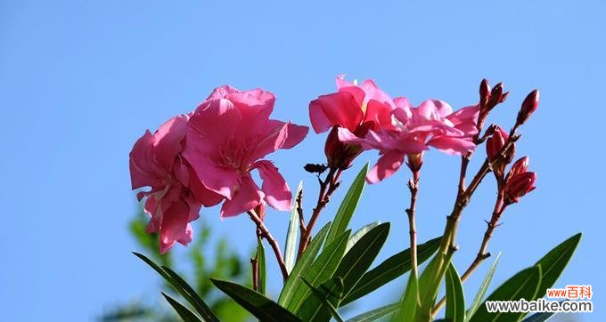 传递爱与美的夹竹桃 夹竹桃花语的含义及象征意义
