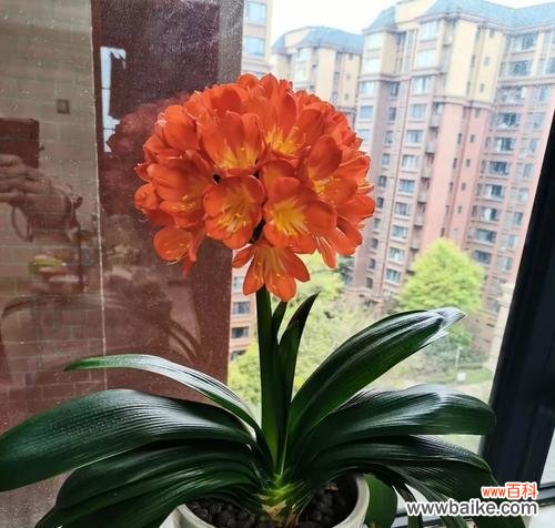 家中君子兰花开 君子兰开花的寓意