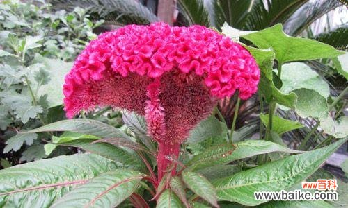 探寻鸡冠花背后隐藏的花语之谜 鸡冠花花语的象征意义