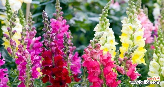 坚守希望 姬金鱼草的花语与寓意——美丽而坚强的生命之花