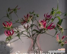 浓情嘉兰 嘉兰花语