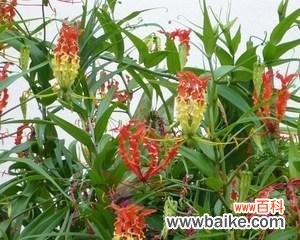 探寻嘉兰花语中的柔美与坚韧 解读嘉兰花语的深刻意义