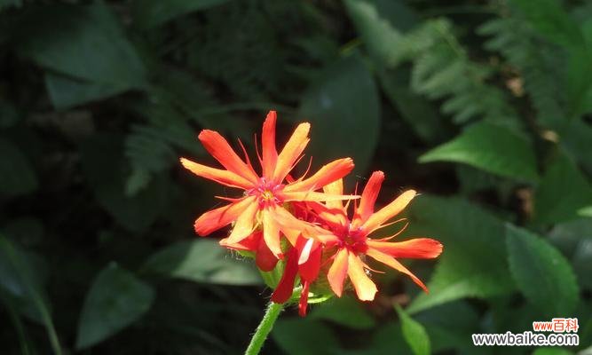 秋萝花语的由来与意义 剪秋萝花语