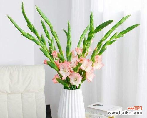 探秘剑兰花的深意与传说 剑兰的花语与魅力