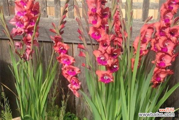 探秘剑兰花的深意与传说 剑兰的花语与魅力