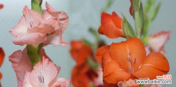 剑兰花的美丽与寓意 剑兰花