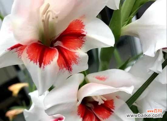 剑兰花的美丽与寓意 剑兰花