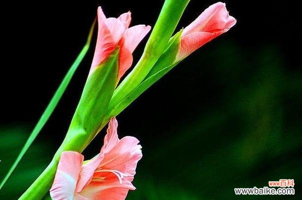 剑兰花的美丽与寓意 剑兰花