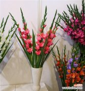 探寻剑兰花的象征意义 剑兰花的寓意——勇气与崇高