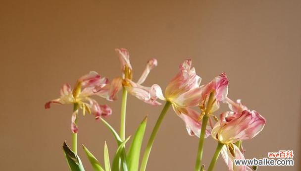 探寻剑兰花的象征意义 剑兰花的寓意——勇气与崇高