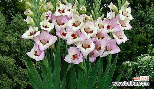 剑兰花语 剑兰花语——寄托深情的芬芳