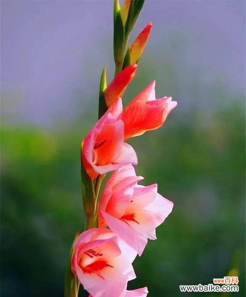 剑兰花语 剑兰花语——寄托深情的芬芳