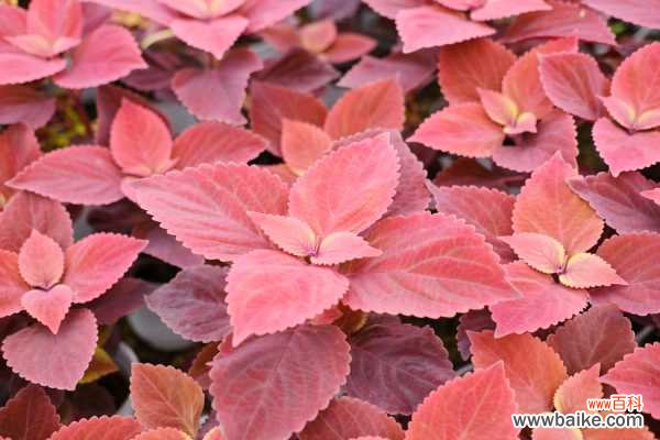 彩叶草适合在室内种植吗