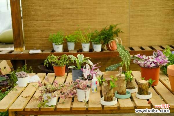 落叶生根适合室内养吗