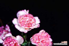 康乃馨可以放在室内吗