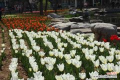 郁金香可以在室内养吗