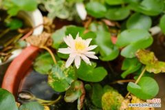 睡莲可以种在室内吗