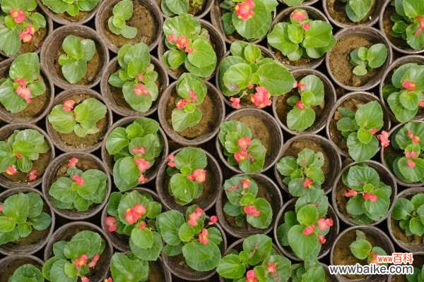 四季海棠适合放在室内养吗