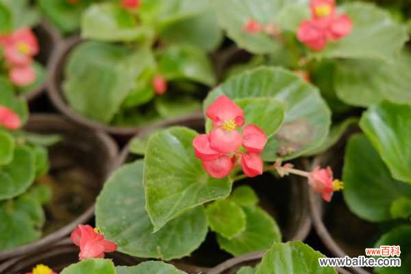 四季海棠适合放在室内养吗