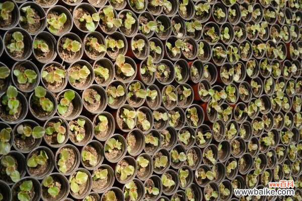 四季海棠适合放在室内养吗