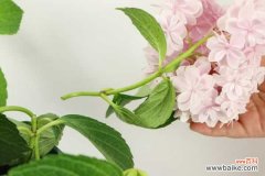 绣球花可以放室内吗