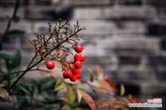 南天竹可以室内养殖吗