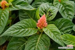 鸡冠花能在室内养吗