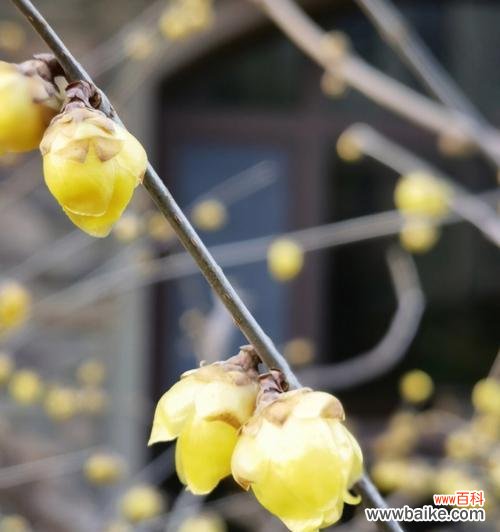 腊梅代表什么花语？腊梅的象征意义有哪些？