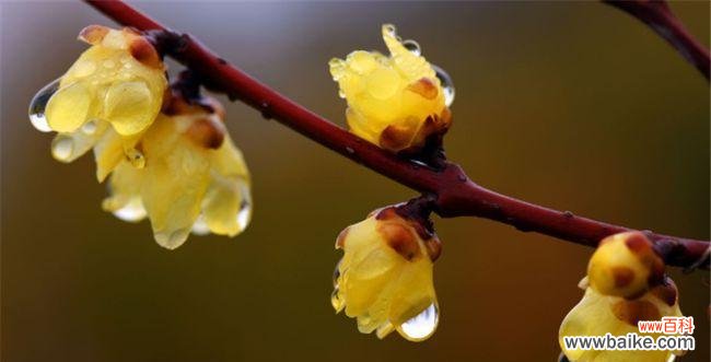 腊梅代表什么花语？腊梅的象征意义有哪些？