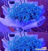 蓝色满天星的花语是什么？如何用它表达爱意？