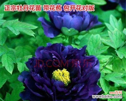 蓝色月季代表什么？花语和象征意义有哪些？