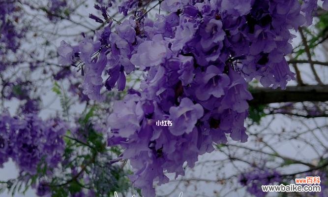 蓝楹花的花语是什么？如何表达爱与思念？