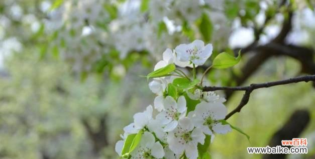 梨花的花语是什么?了解梨花的象征意义和文化内涵?